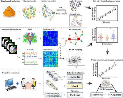 Brain Network Topology and Structural–Functional Connectivity Coupling Mediate the Association Between Gut Microbiota and Cognition